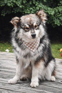 Close-up portrait of dog