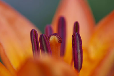 Close-up of flower