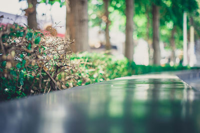 Close-up of plants against blurred background