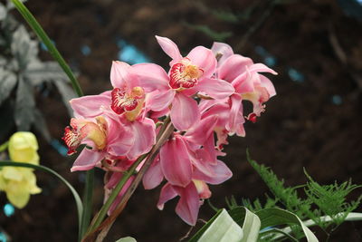 Close-up of pink flowers blooming outdoors