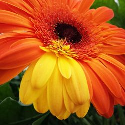 Close-up of red flower