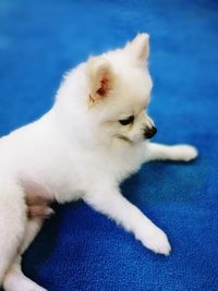 Close-up of white dog relaxing at home