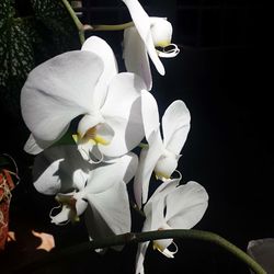 Close-up of white flowers