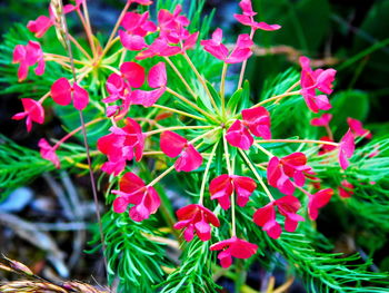 Close-up of pink flowers