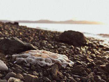 Surface level of stones on beach against sky