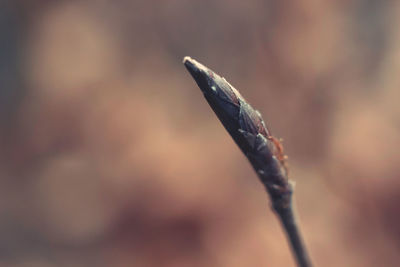 close-up