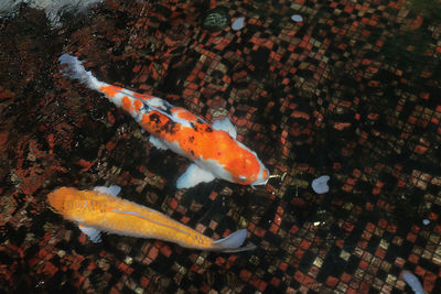 
beautiful colored koi fish swimming in the water.