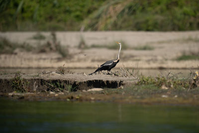 Bird on field