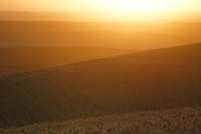 Scenic view of wheat field during sunset