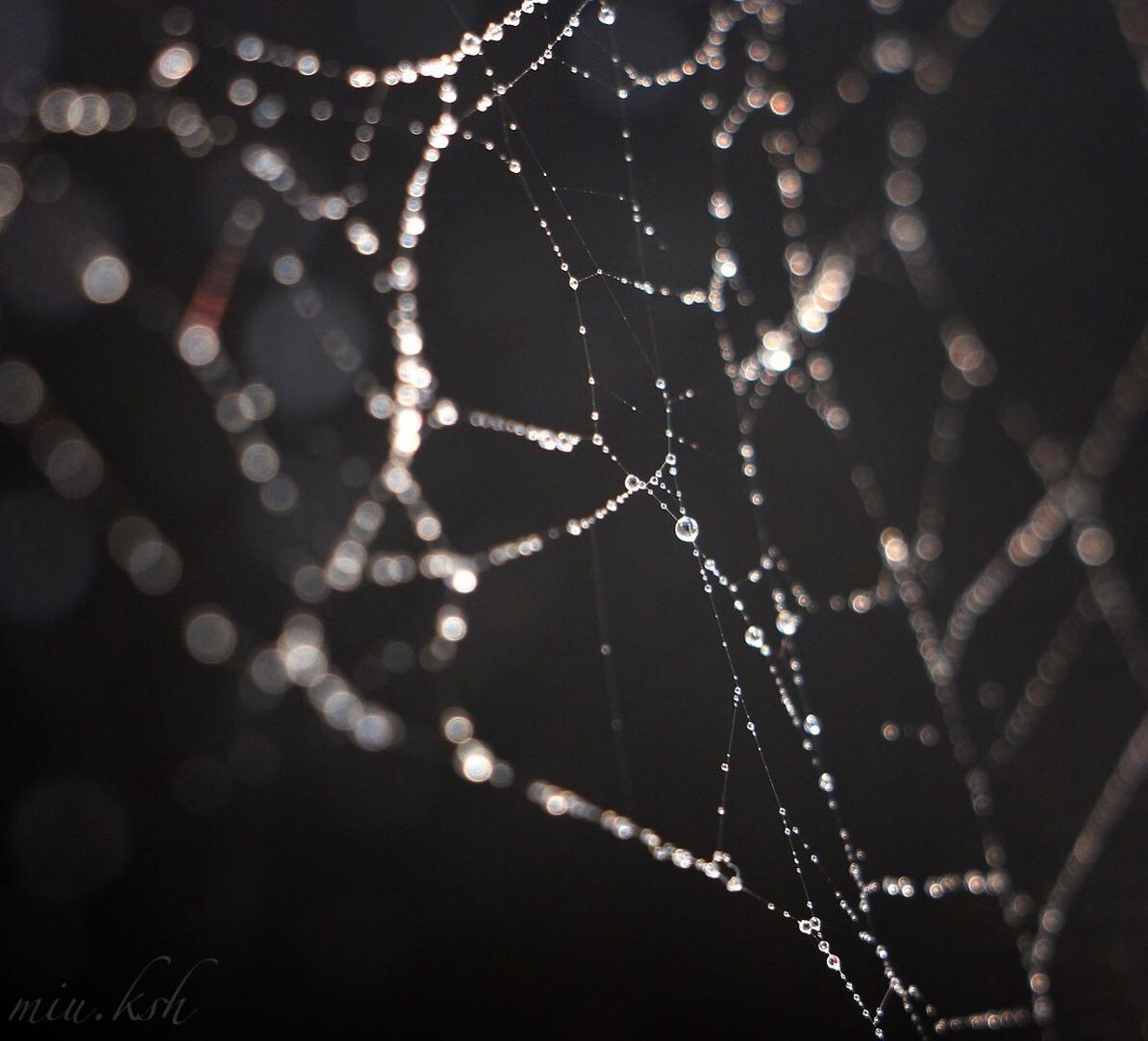 spider web, drop, focus on foreground, close-up, fragility, water, wet, dew, nature, beauty in nature, selective focus, plant, natural pattern, growth, freshness, raindrop, rain, outdoors, weather, tranquility