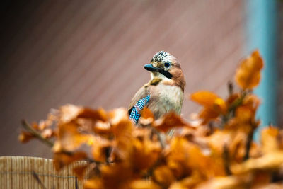 Close-up of bird perching on flower