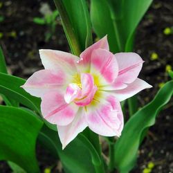 Close-up of pink flower