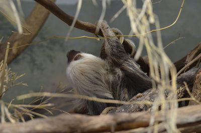 Sloth hanging upside down from a tree branch.