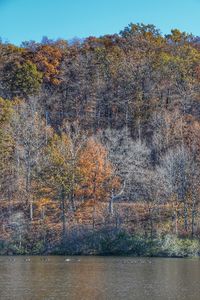 Scenic view of lake in forest against sky