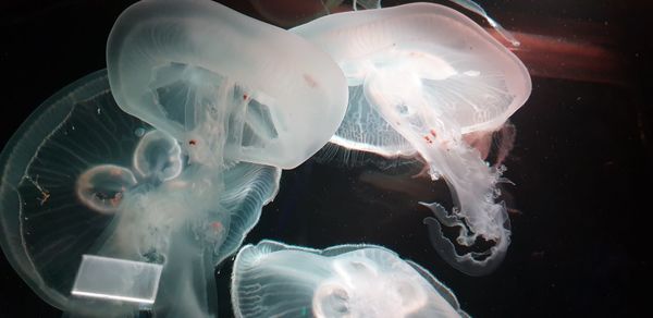 Close-up of jellyfish swimming in sea