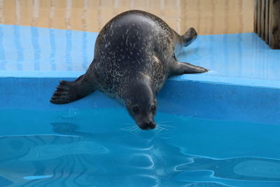 Swimming underwater in pool