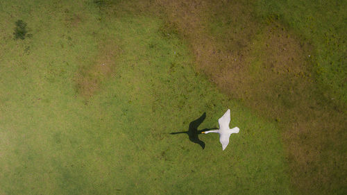 High angle view of bird flying