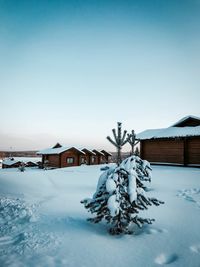 Snow covered tree by building against sky