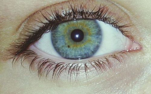 human eye