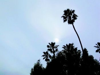 Low angle view of silhouette palm trees against sky