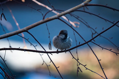 Low angle view of bird perching on branch