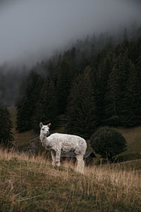 Sheep standing in a field