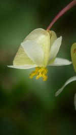 Close-up of flowers blooming outdoors