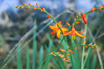 Close-up of orange flowering plant