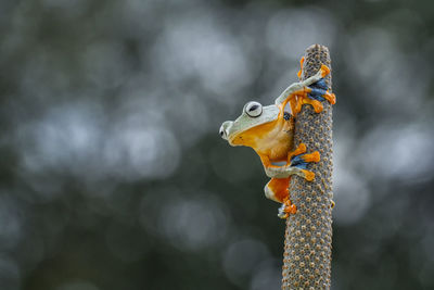 Close-up of bird perching on plant