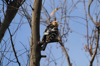 Low angle view of bird perching on branch against sky