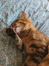 Cat lying on floor