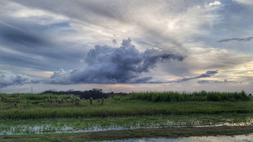 Scenic view of field against sky