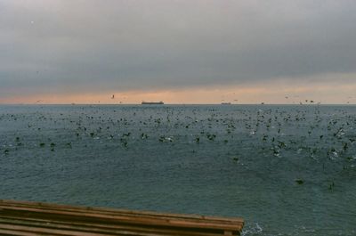 Birds in sea against sky at sunset