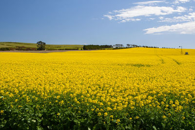 Scenic view of oilseed rape field against sky