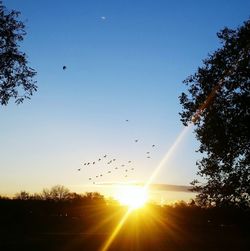 Low angle view of birds flying in sky