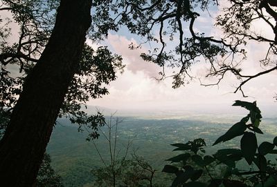 Silhouette tree against sky