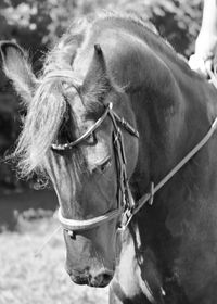 Close-up of horse