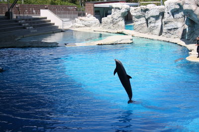 View of a jumping in the sea