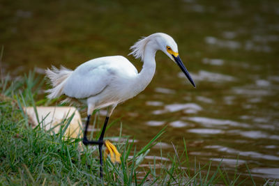 White duck in a lake