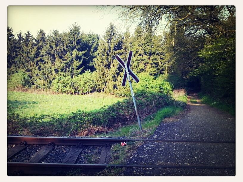 tree, transfer print, auto post production filter, transportation, growth, the way forward, road, nature, green color, plant, day, sky, tranquility, railing, outdoors, fence, diminishing perspective, no people, railroad track, clear sky