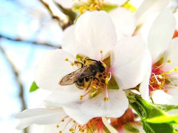 Close-up of bee pollinating on white flower