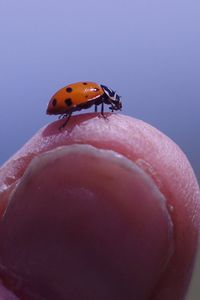 Close-up of ladybug on man