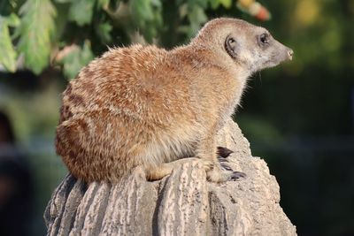 Close-up of an animal