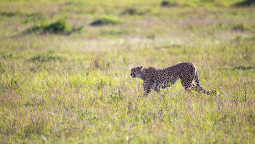 Cat standing in a field