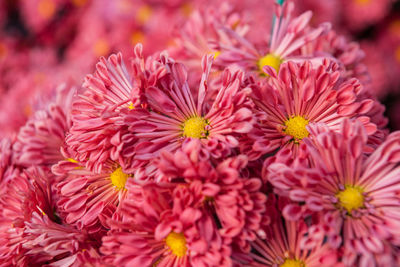 Close-up of flowers