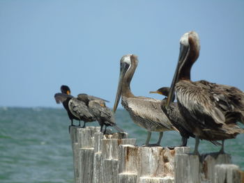 Birds perching on wooden post against clear sky on the ocean