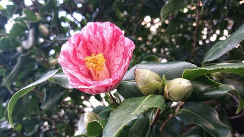 Close-up of pink flower
