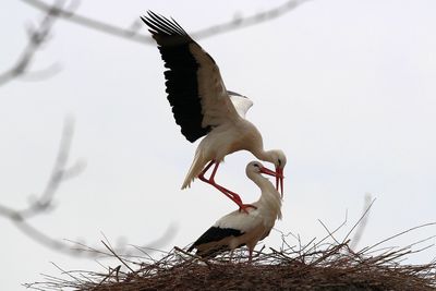 Birds flying against the sky