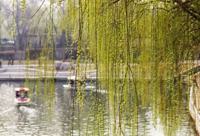 Reflection of trees in water