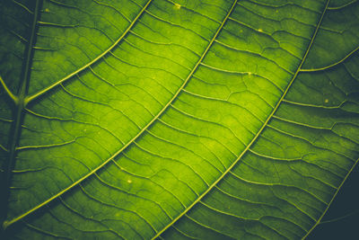 Green leaves with detailed lines and surface.